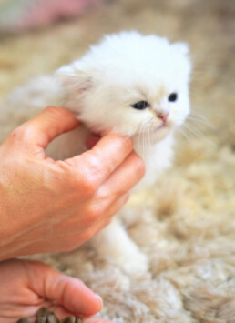 dollface persian kitten