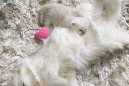 Mama & Kitten