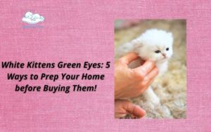 White Kittens green eyes
