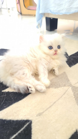 British Long Hair Cats