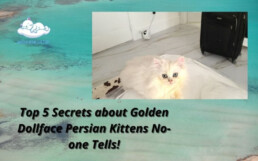 Golden dollface Persian kittens