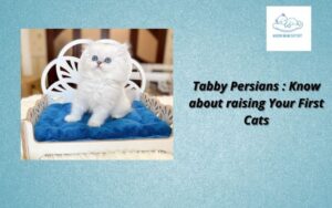 Tabby Persians