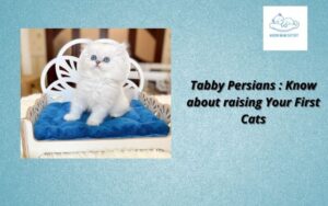 Tabby Persians