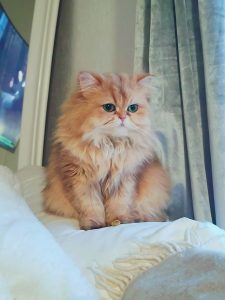 British Long hair cats