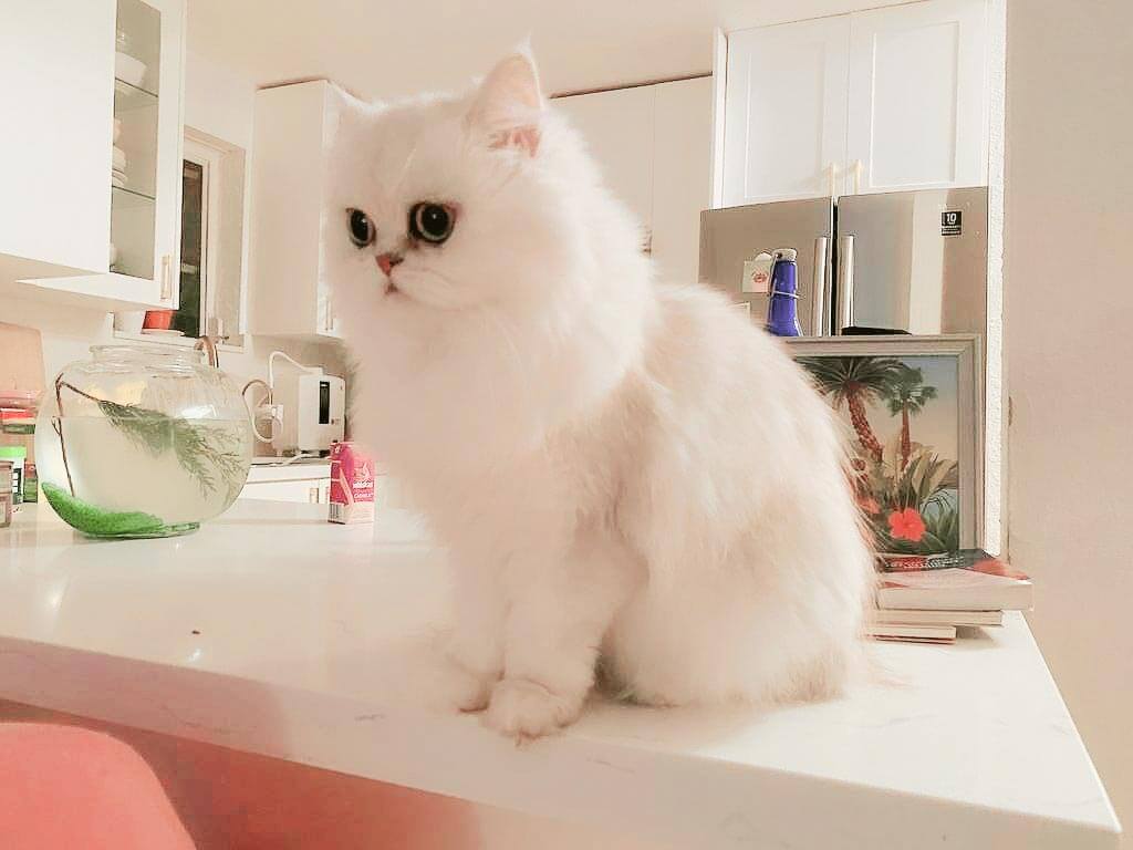 Create a Beautiful Room that Your Fluffy Kittens Will Love