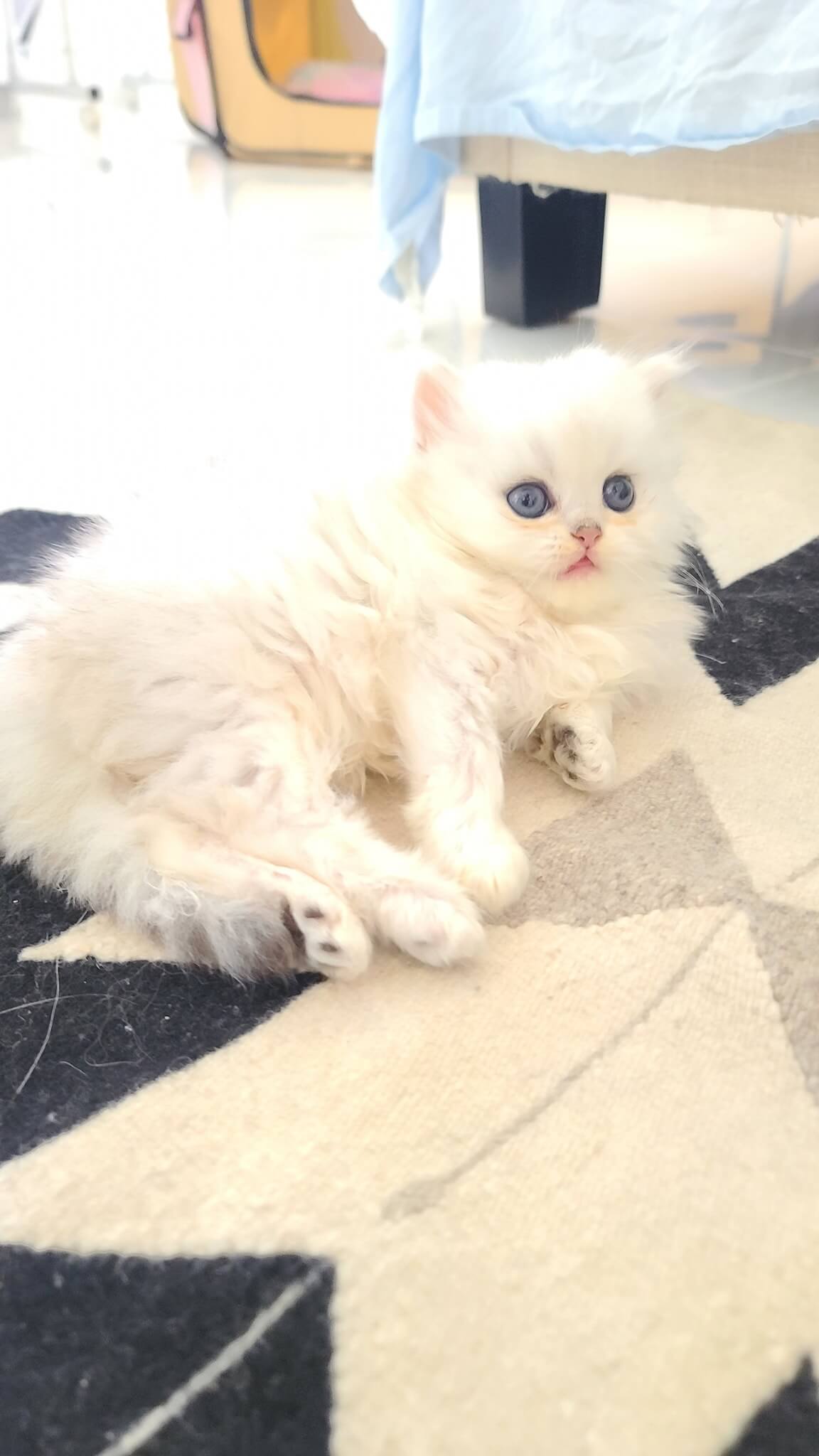 Are Your Dollface Kittens not Using the Litter Box? Here’re the Reasons!