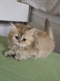 ROSIE