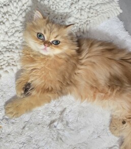 Gizmo