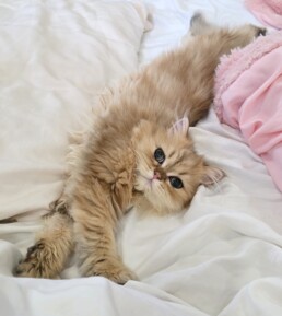 Gizmo