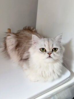 Jolie
