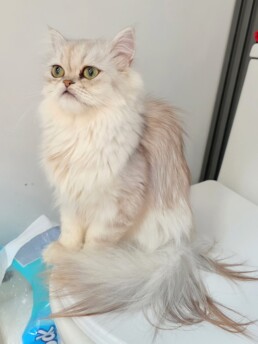 Jolie