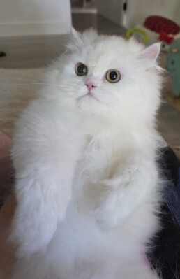 White Dollface Persian kitten in Miami