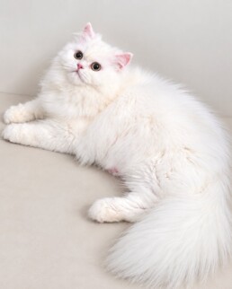 White Dollface Persian kitten in Miami