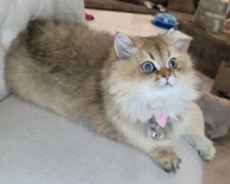 Golden British Longhair kitten in Miami
