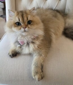 Golden British Longhair kitten in Miami