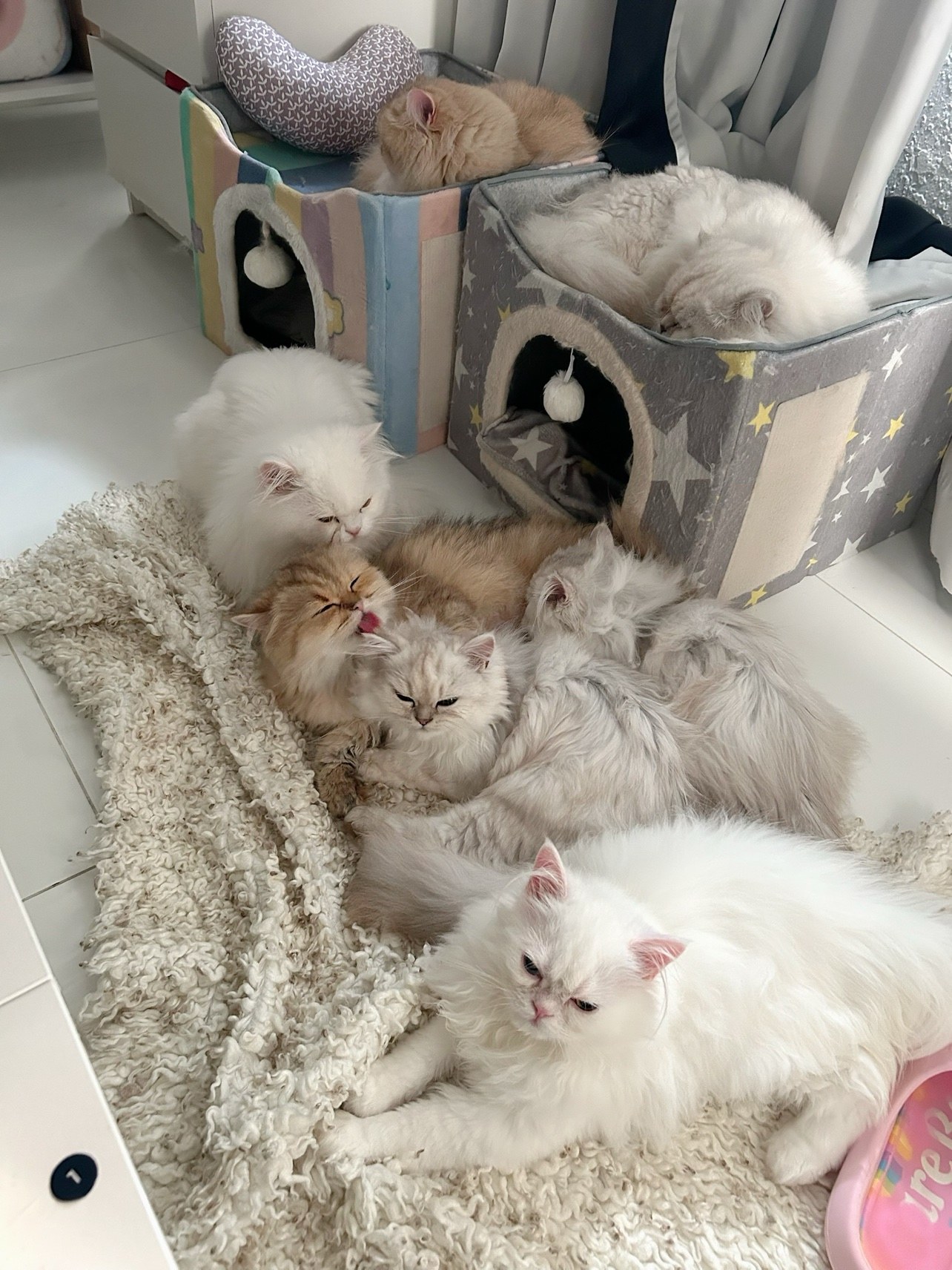 Maison Miami Cattery cats lounging together on a fluffy rug and in their cat houses