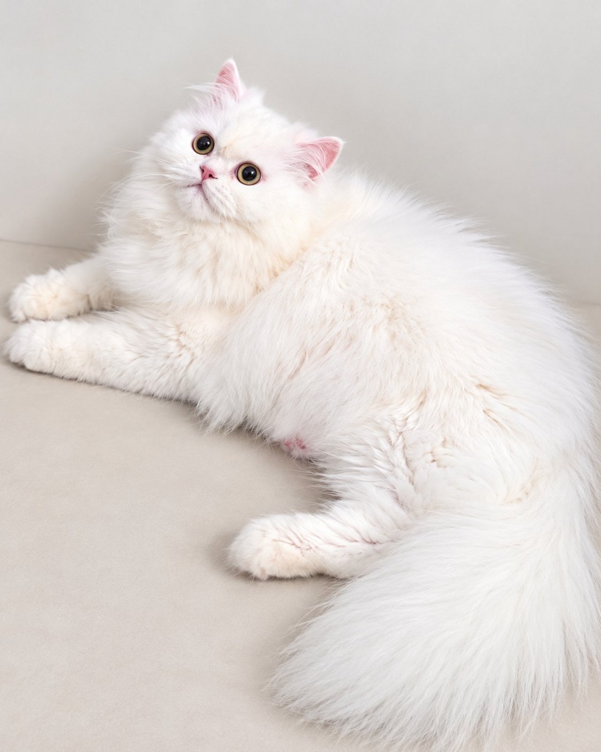 Boo, a white Dollface Persian kitten