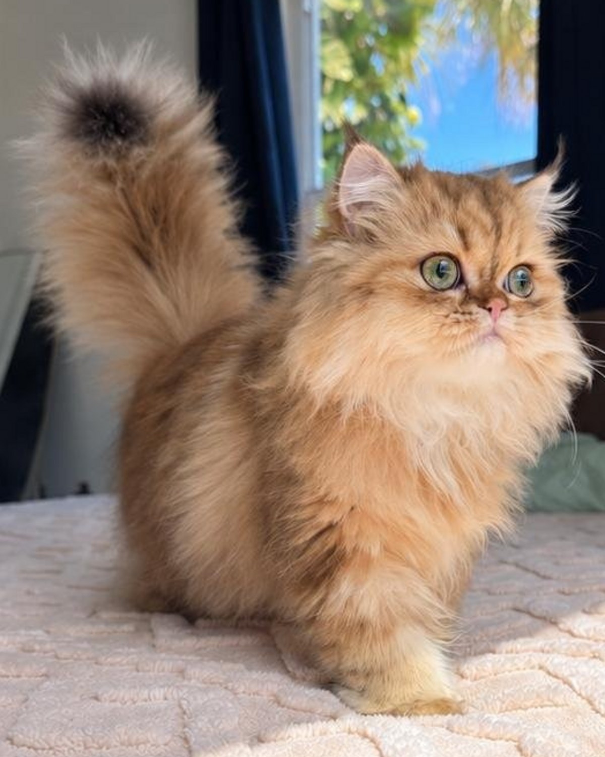 Gizmo, a golden Dollface Persian Chinchilla kitten