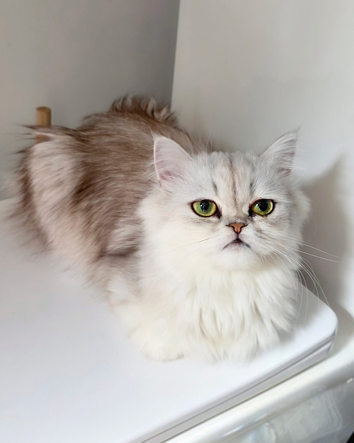 Jolie, a silver Dollface Persian Chinchilla kitten