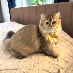 Golden British Longhair kitten in Miami