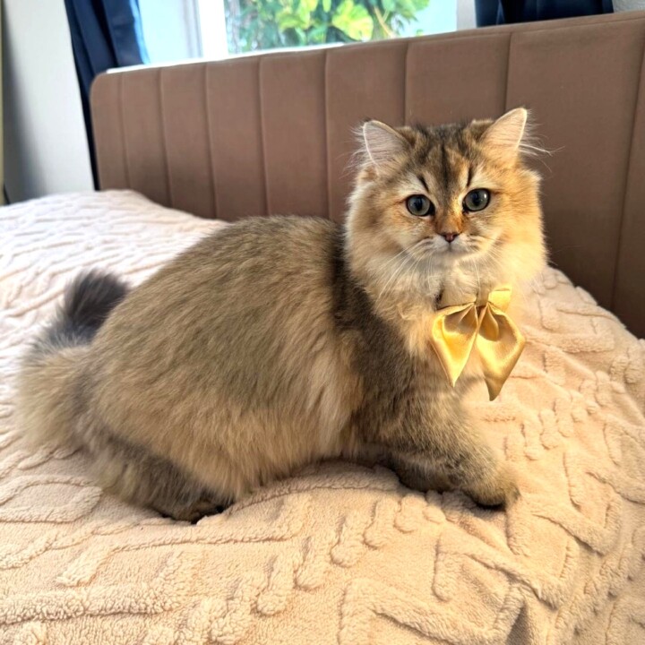 Marigold, Golden British Longhair kitten