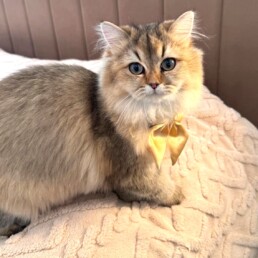 Golden British Longhair kitten in Miami