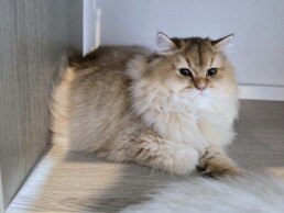 Golden British Longhair kitten in Miami