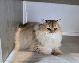 Golden British Longhair kitten in Miami