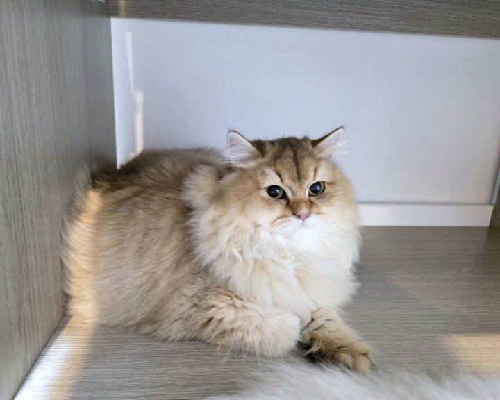 Marisol, Golden British Longhair kitten
