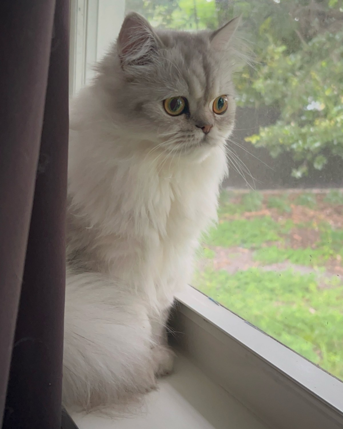 Mr C, a silver Persian kitten