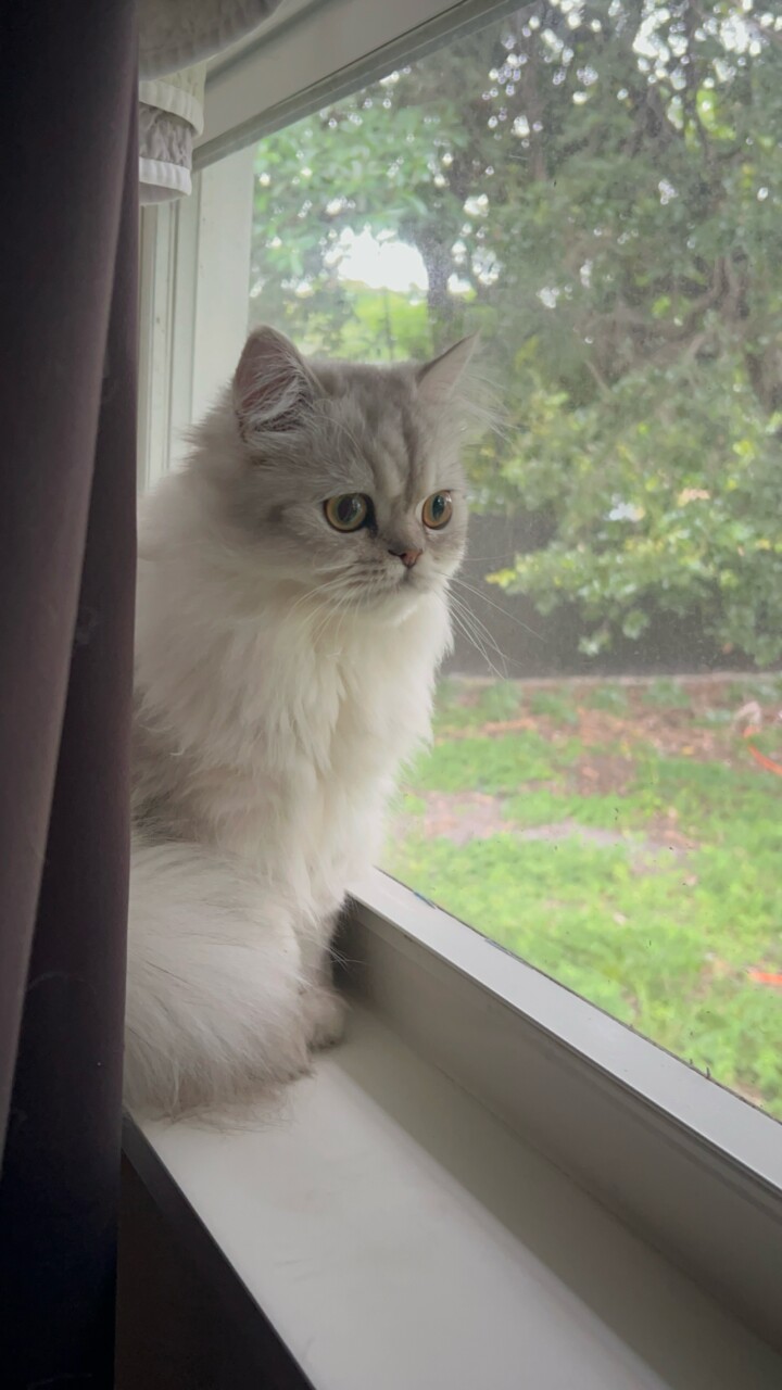 Mr C, Silver Persian kitten