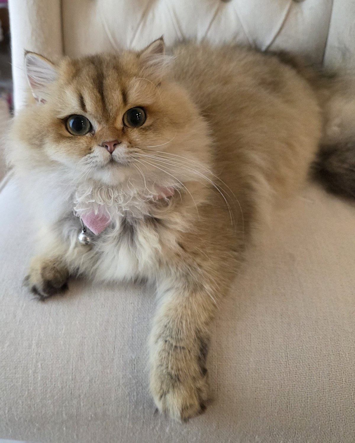Thunder, a golden British Longhair kitten